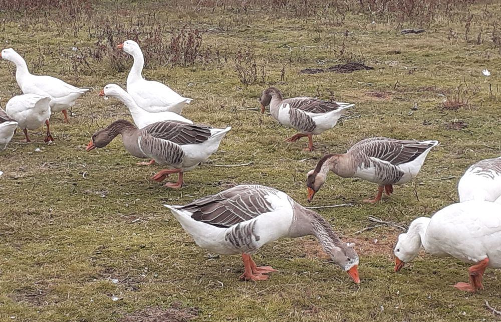 Продажа   домашньої птиці