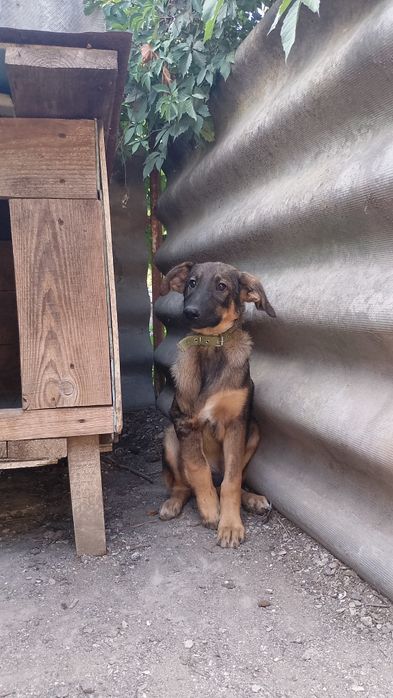 Особливе цуценя після ДТП