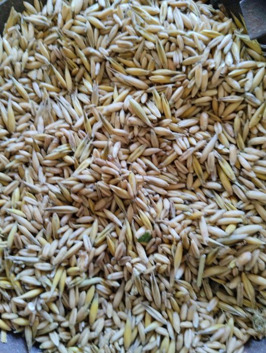 Овес голозернистий 2025