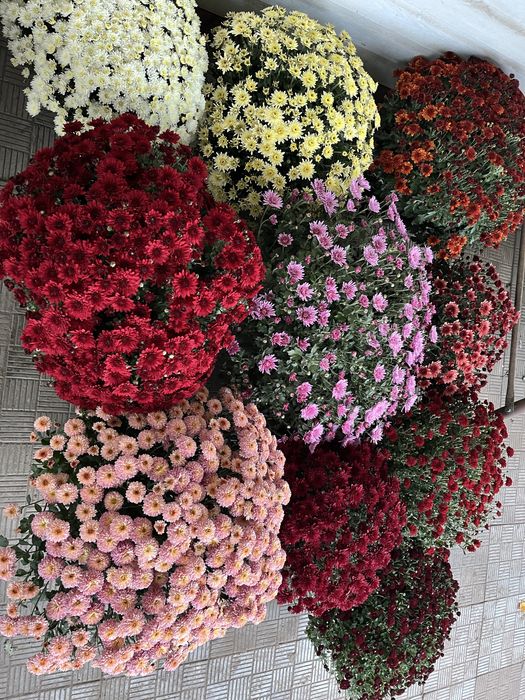 Продам хризантему різну, бересклет, самшит, хризантему різну, хости