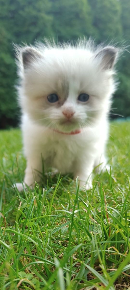 Ragdoll kotka i kocurek