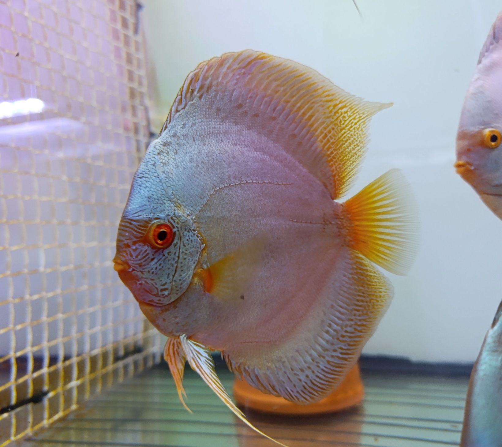 Discus adultos 19/20cm