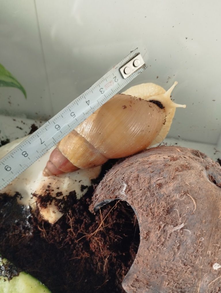 Ślimak afrykański z terrarium