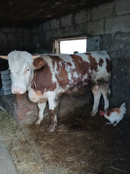 Продам бика 13 місяців