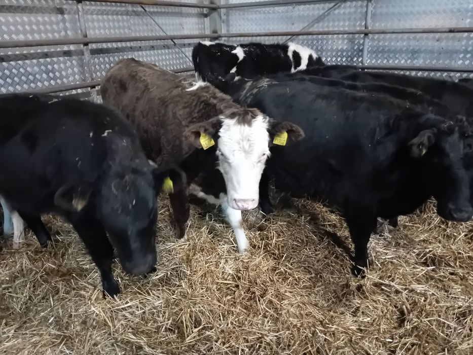 Sprzedam jałowki odsadki 22 sztuki Polskie