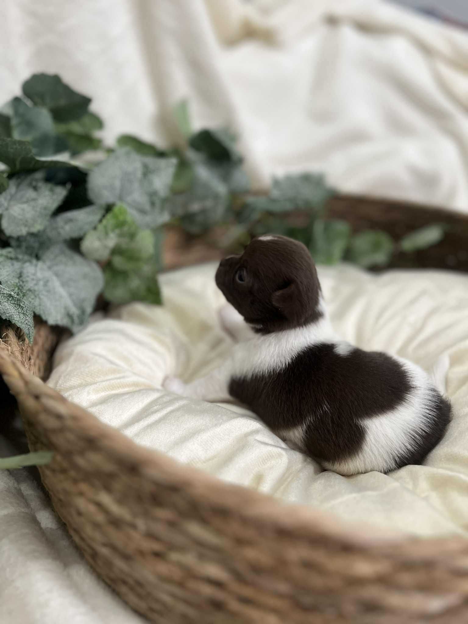 Chihuahua krótkowłosa - wyjątkowa suczka