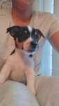 Jack Russell Terrier