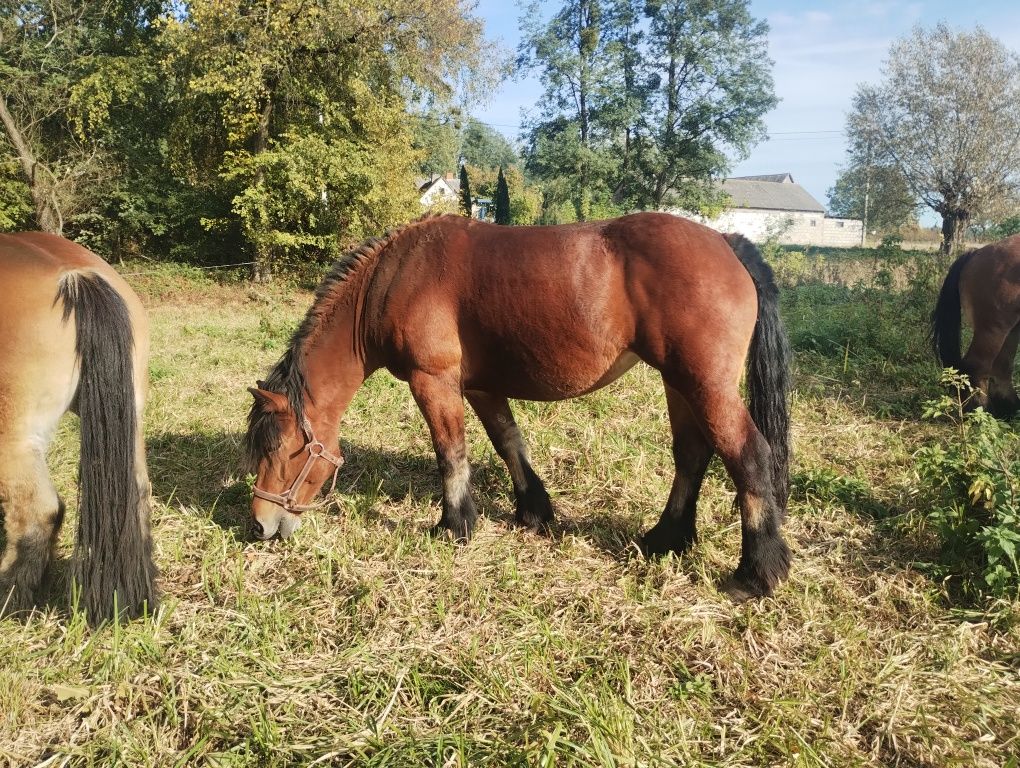 Klacz zimnokrwista, źrebna, księga główna