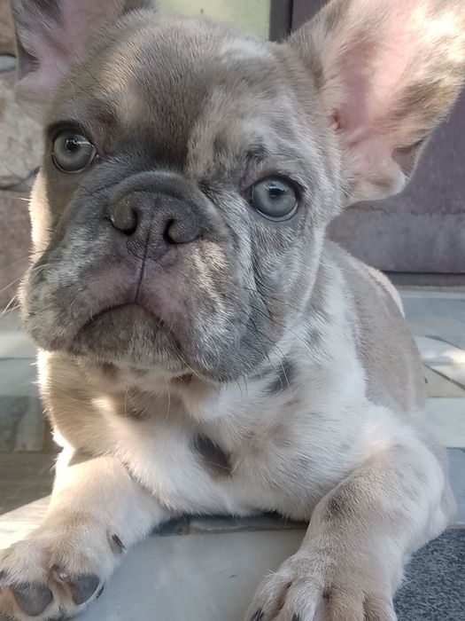 Цуценя французького бульдога