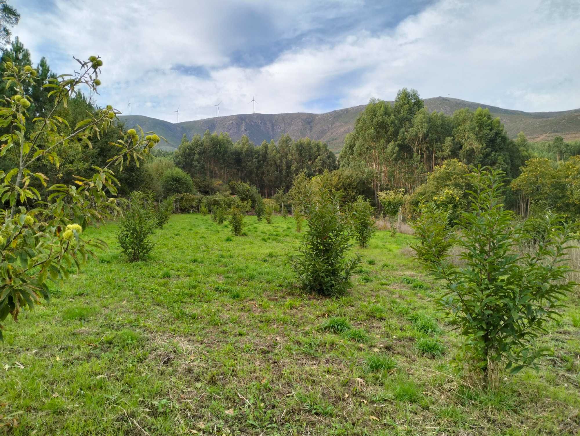 Quinta nas Montanhas Mágicas