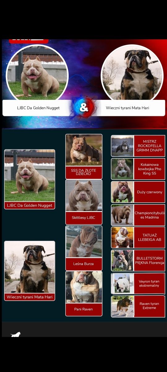 GoldenChild suczka american bully