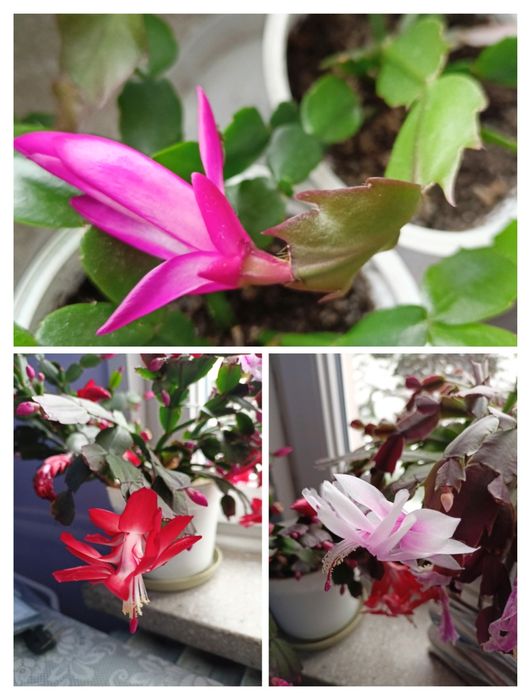 Kaktusy schlumbergera grudniki, wielkanocniki pędy, epiphyllum biały