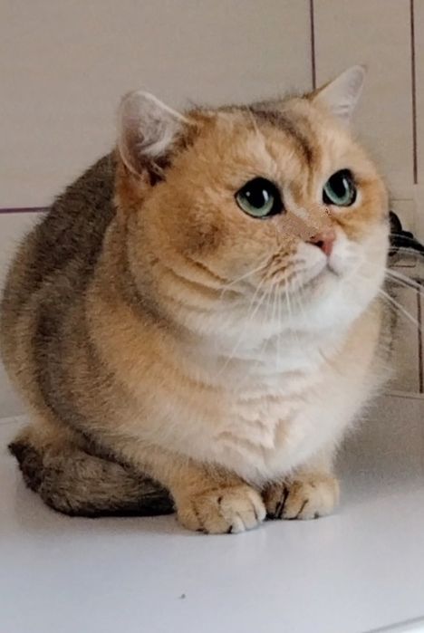 Золотой кот,ny11 приглашает кошечек в гости!