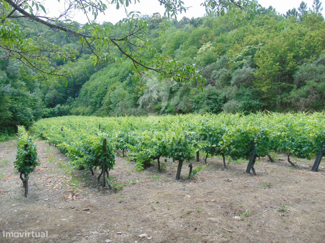 Quinta c/ vinha em produção em Santa Marta de Penaguião
