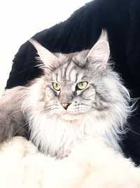 Reproduktor Maine Coon