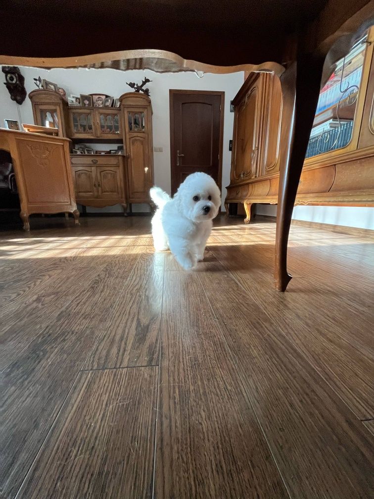 Bichon frise fci Bambo