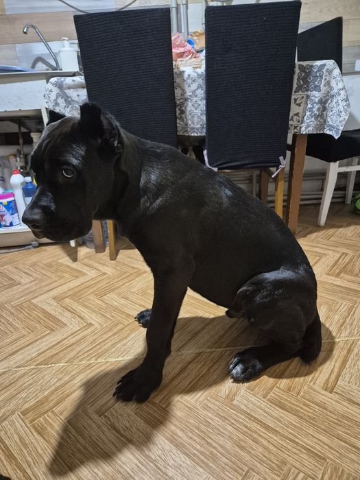 Продам щенка Кане-корсо