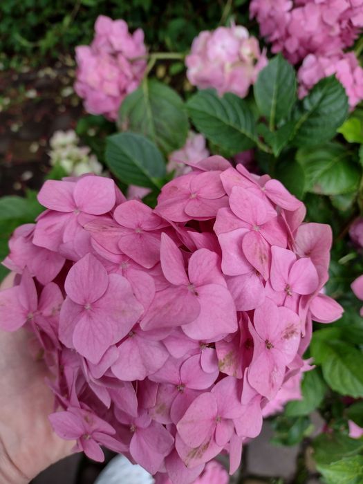 Клематис,Гортензия, гибискус розы,лилии бересклет самшит малина смород