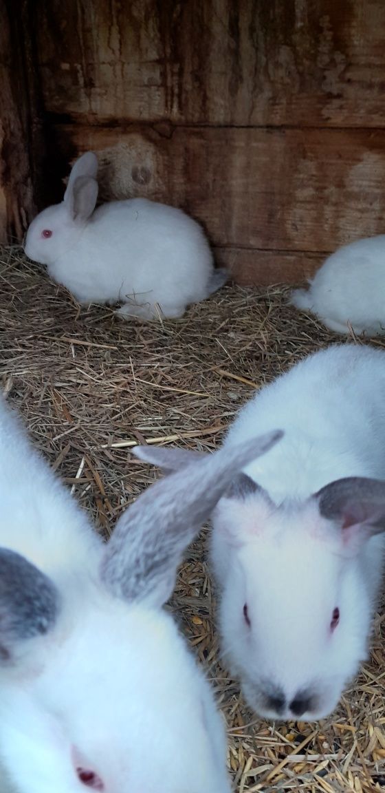 Małe króliki 8sztuk