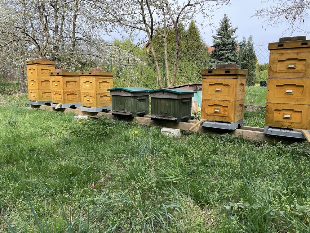 Rodziny pszczele i ule wielkopolskie