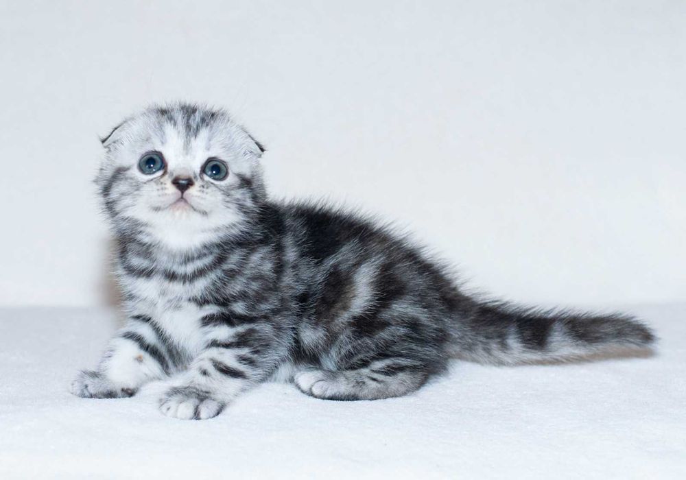 Шотландська висловуха мармурова дівчинка Аманда