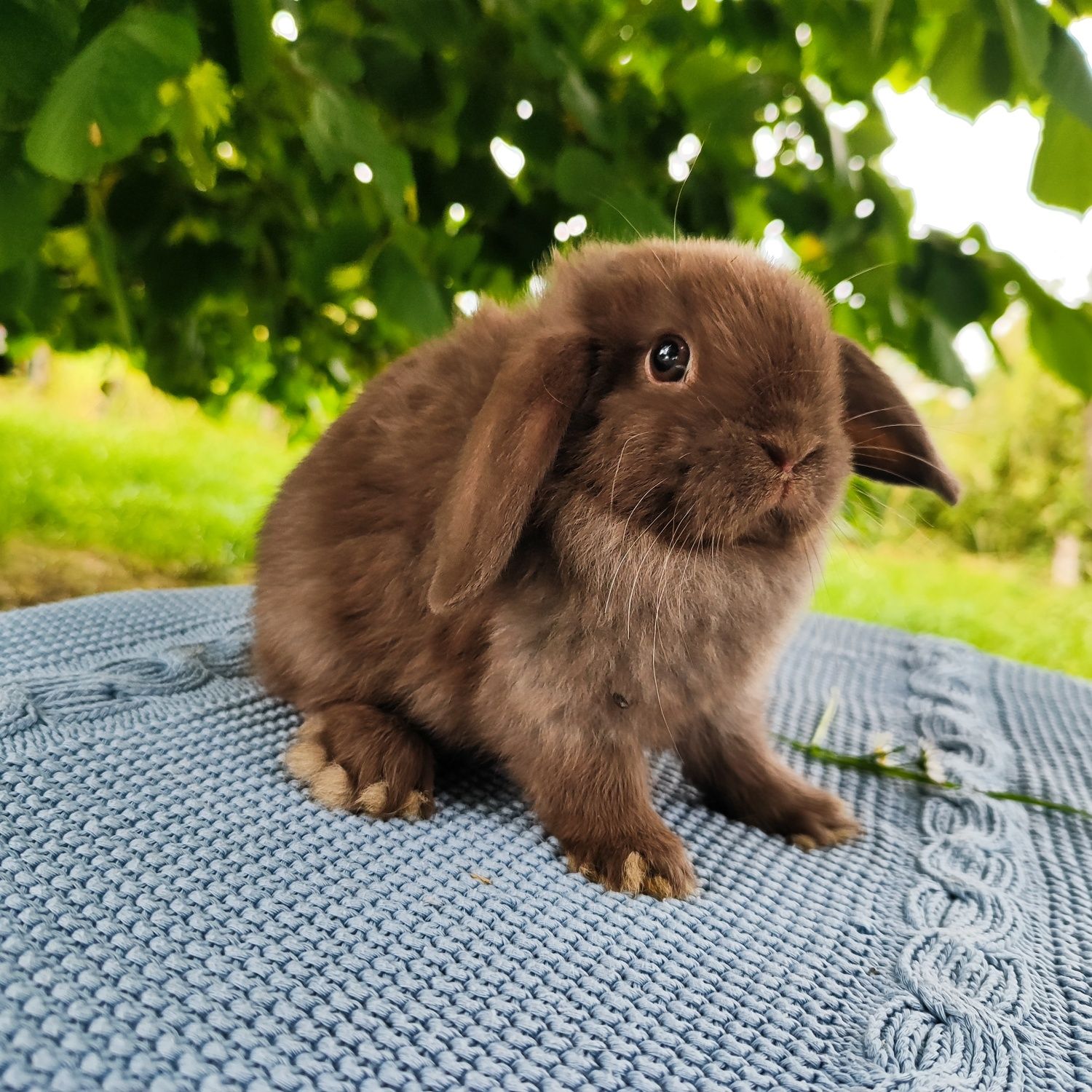 Mini lop rasowy metryka legalna hodowla miniaturka baranek