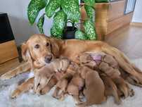 Golden retriever rudy szczeniak piesek