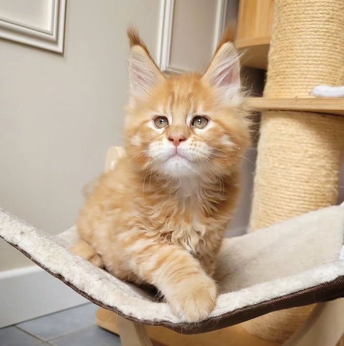 Котята мейн-кун с документами на продажу