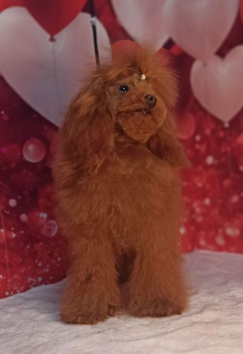 Ред-браун мини тикап пудель на вязку