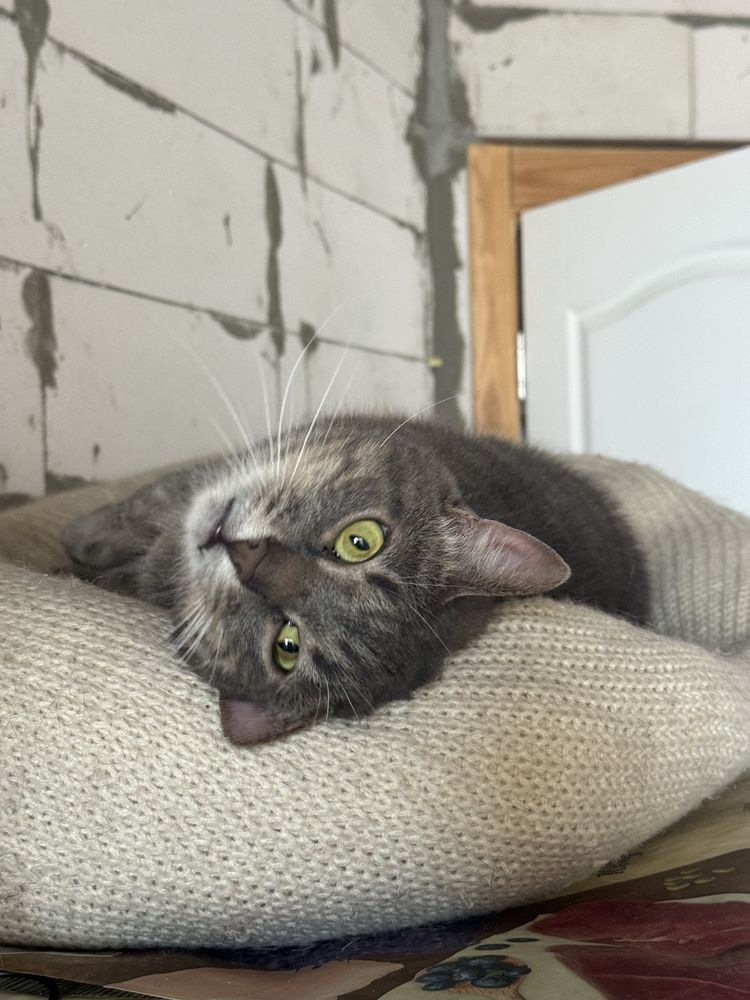 Котик в добрі руки