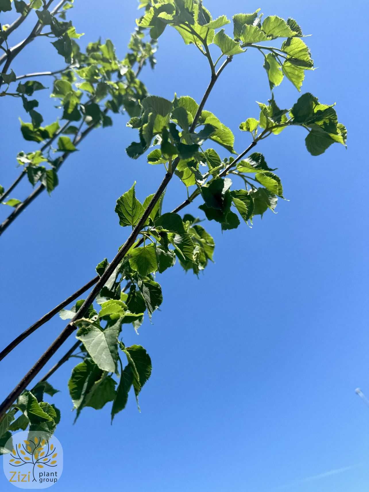 Tilia cordata Greenspire, Lipa drobnolistna, obwód 10-12cm, 200-250cm