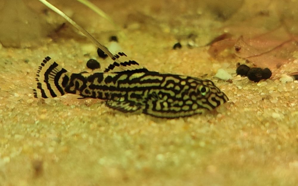 Sewellia Lineolata--ler descrição