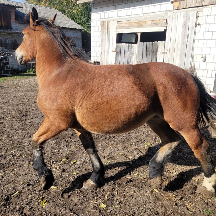 Źrebica zimnokrwista 13 mc.