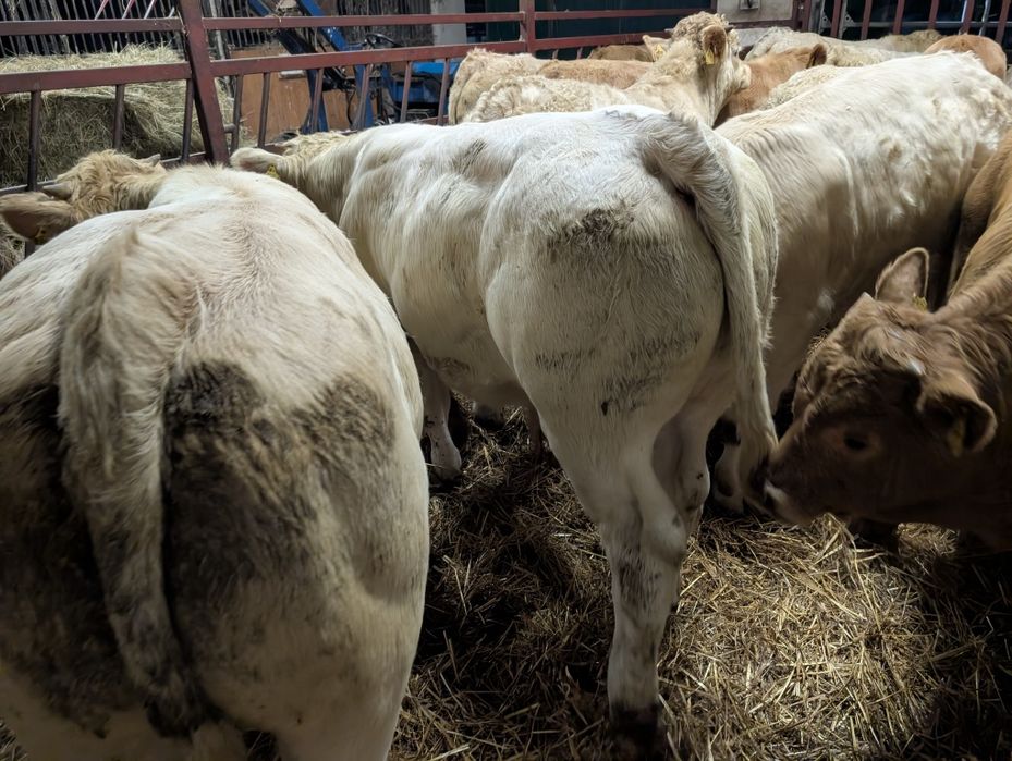 Sprzedam odsadki byczki i jałówki polskie duże ilość