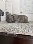 Bulldog  frances blue brindle
