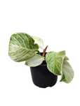 Philodendron Birkin, filodendron, piękny