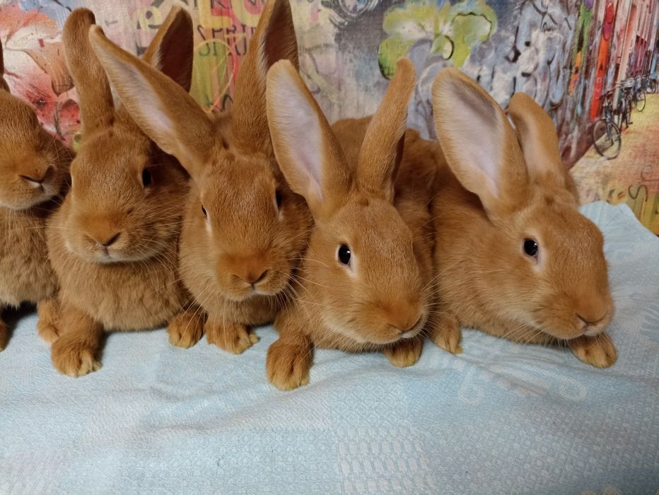 Кролик, кролики, кролі, бургундія