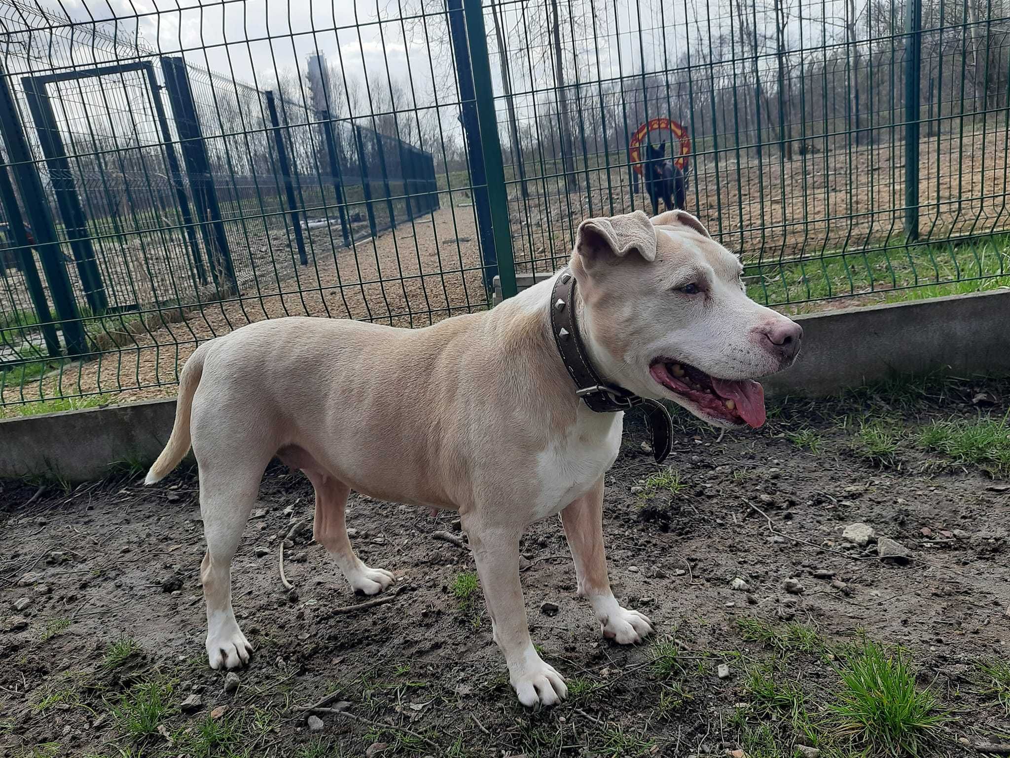HERA - biała królowa ma w życiu pod górkę...