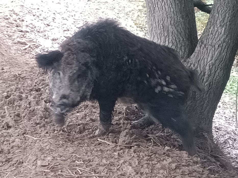 Mangalica knur świnio dz.