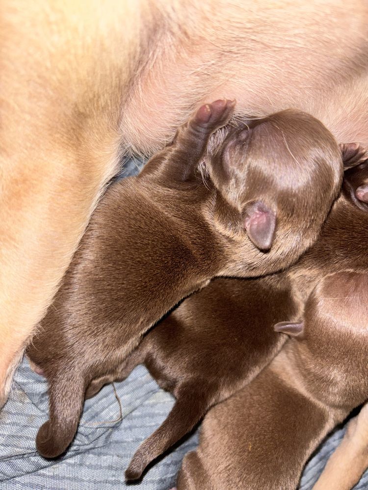 Chihuahua - piesek