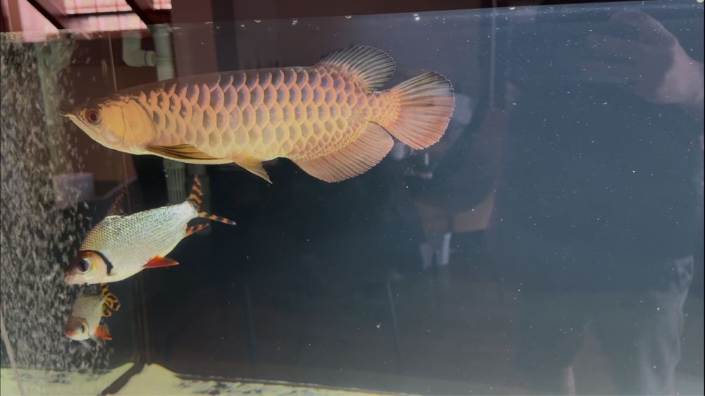 Arowana golden head crossback