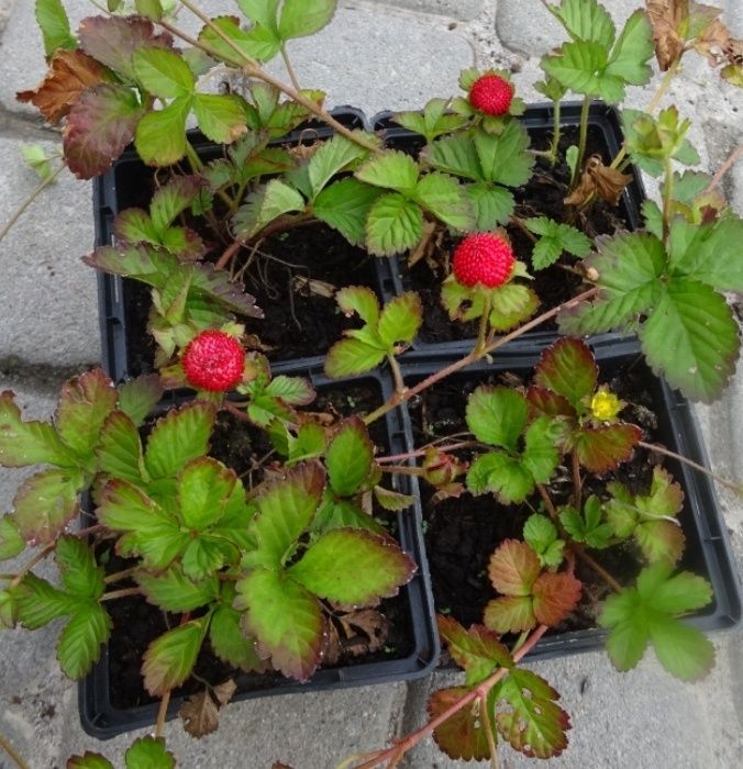 Дюшенея (лапчатка) індійська