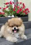 Szpic miniaturowy pomeranian samiec