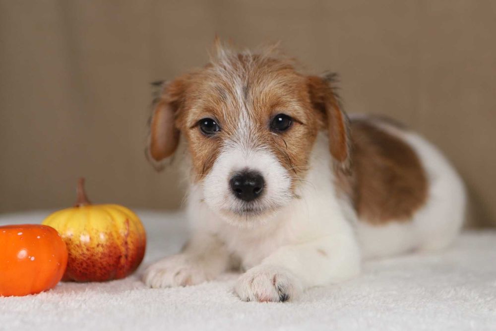 piesek Jack Russell terrier ZKWP/FCI szorstkowłosy