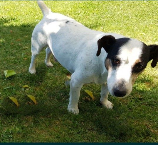 Jack Russell Terrier