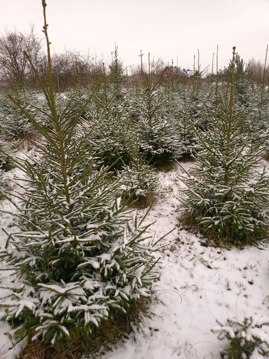 Sprzedam choinki świąteczne
