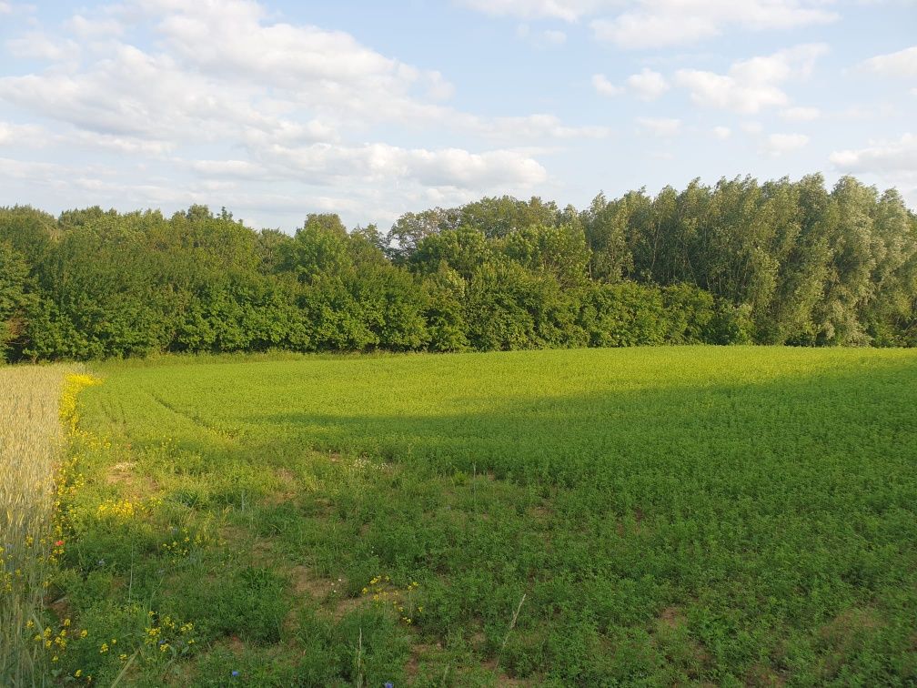 Kozielec, ziemia, działki