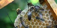 Бджолопакети, пчелопакеты Карпатка