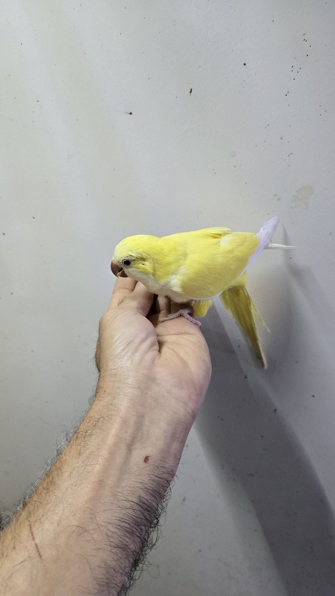 Diversas aves demosticados
