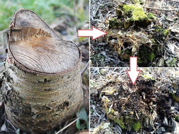 Grzybnia do rozkładu pni drzew i kompostowania